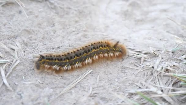 Chenille pelucheuse noire avec des rayures jaunes rampant sur le sol. Une chenille se déplace en gros plan sur la terre marron clair un jour d'été .