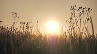 Güzel yaz günbatımı, büyük güneş ufukta çiçek ve çimen siluetlerinin arka planında. Böcekler güneşin arka planında uçarlar. Ağır çekim. Güneş ufuktan batıyor..
