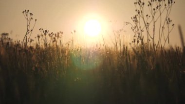 Güzel yaz günbatımı, büyük güneş ufukta çiçek ve çimen siluetlerinin arka planında. Böcekler güneşin arka planında uçarlar. Ağır çekim. Güneş ufuktan batıyor..
