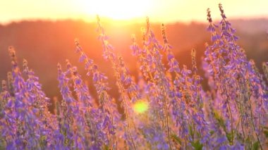 Batan güneşin ışınlarında güzel mor bezelye çiçekleri. Mor ya da leylak çiçeklerinden oluşan bir arka planda güzel bir günbatımı. Güzel yaz manzarası ve gün batımı, şafak, 4K video.