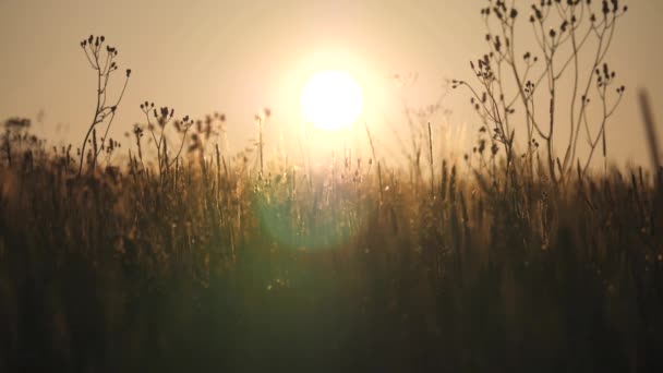 Schöner Sommersonnenuntergang Große Sonne Horizont Vor Dem Hintergrund Von Silhouetten — Stockvideo