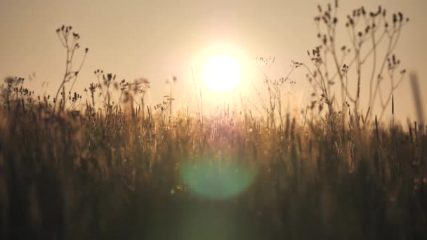 美しい夏の夕日 花や草のシルエットを背景に地平線に大きな太陽 昆虫は太陽の下で飛ぶ スローモーション 地平線に沈む太陽 — ストック動画