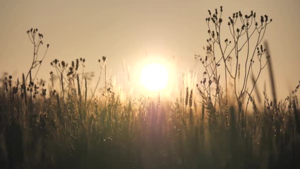 美しい夏の夕日 花や草のシルエットを背景に地平線に大きな太陽 昆虫は太陽の下で飛ぶ スローモーション 地平線に沈む太陽 — ストック動画