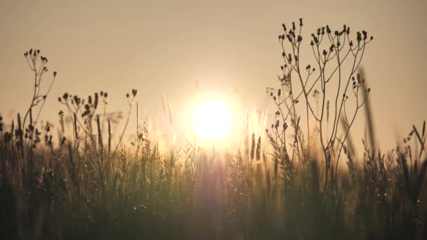 Beautiful Summer Sunset Big Sun Horizon Background Silhouettes Flowers Grass — Stock Video