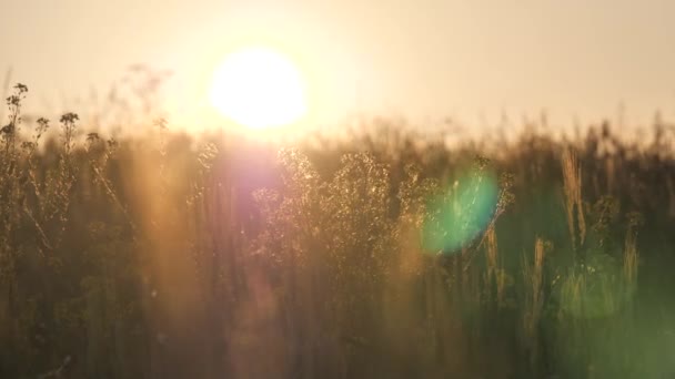 夏の花や草 大きな太陽と日没 または夜明けの背景に植物のシルエット 昆虫は日没に飛ぶ 美しい夕日と太陽 夏の夕日と美しい風景 — ストック動画