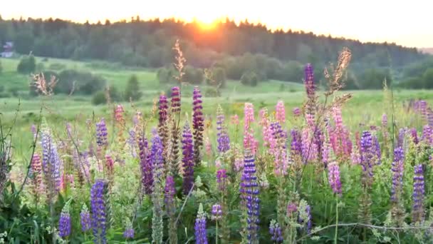 太陽や夕日の光を背景に美しいラインの花を咲かせます 美しい夏の風景 日没や夜明け 昆虫は日没に飛ぶ 夏の自然景観 — ストック動画