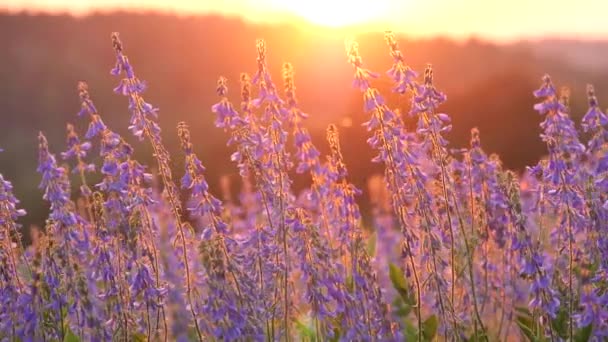 Belles Fleurs Pois Sauvages Pourpres Dans Les Rayons Soleil Couchant — Video