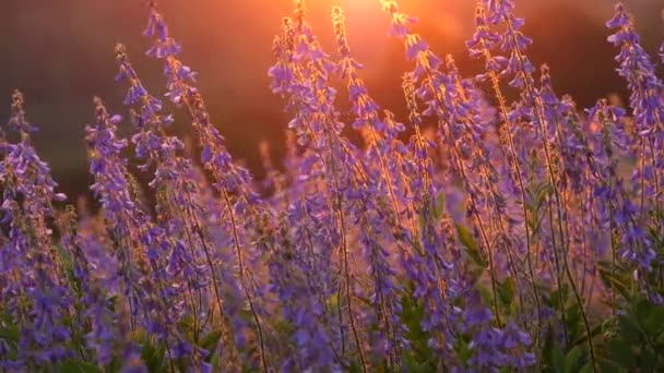 Gyönyörű Lila Borsóvirág Lenyugvó Nap Sugaraiban Gyönyörű Naplemente Hátterében Lila — Stock videók