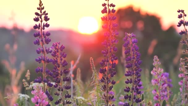 Prachtige Lupine Bloemen Tegen Achtergrond Van Zon Stralen Van Ondergaande — Stockvideo