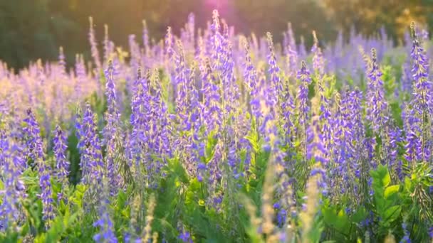 Vackra Lila Vilda Ärtor Blommor Solens Strålar Vacker Solnedgång Bakgrund — Stockvideo