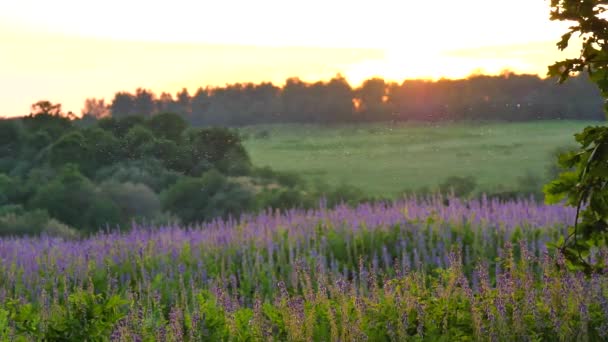 緑の森 草原の花の夏のフィールド ライラック紫色の花 小さな中の群れは日没の夏の風景を背景に飛ぶ 暖かい昆虫の夕日 多くの中間点 スローモーションビデオ — ストック動画