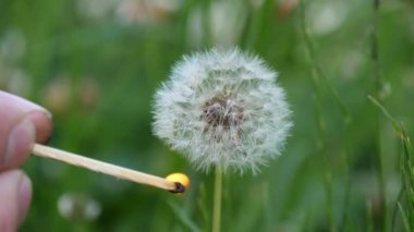 Karahindiba yangında yanar. Karahindiba, bulanık yeşil çimenli arka planda yavaşça ateşlenir ve yanar. Slow Motion videosu. Erkek el ateşler ve kibritten bir karahindiba yakar..
