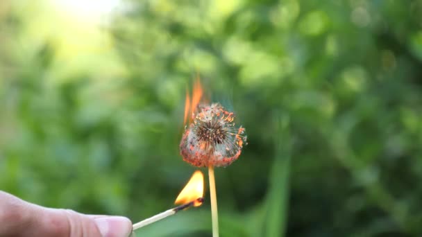 タンポポは火の中で燃える タンポポは ぼやけた緑の草の背景にゆっくりと点火し 燃焼します スローモーションビデオ 男の手は点火し マッチからタンポポに火を設定します — ストック動画