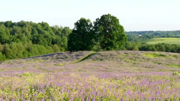 夏の美しいロシアの自然夏の日に 野生のエンドウ豆のライラックの花を持つ大きなフィールドの背景にある2つの大きなオークの木 美しい夏の風景 4Kビデオ — ストック動画