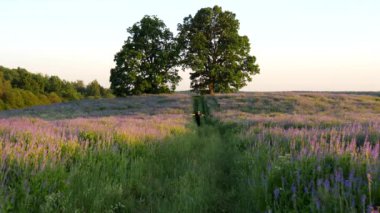 Siyah günlük giysili, güneş gözlüklü, ince kel genç adam, yaz boyunca koşar yeşil çiçek tarlası boyunca, kolları açık, uçak tasvir eder. Ön manzara. Özgür adam hayattan zevk alır. Yavaş çekim videosu.