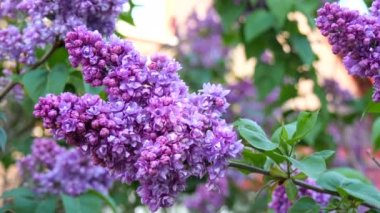 Çiçekli Terry Lilac. Mor bir leylağın çiçek açan dalı. Taze çiçeklerle dolu bahar manzarası. Yavaş çekim videosu.