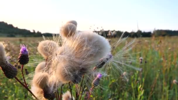 엉겅퀴가 이면서 바람을 날아간다 바이올렛 라일락꽃은 들판에 엉겅퀴는 클로즈업 — 비디오