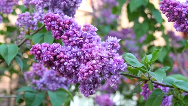 Blooming Terry Lilac Blossoming Branch Purple Lilac Close Springtime Landscape — Stock Video