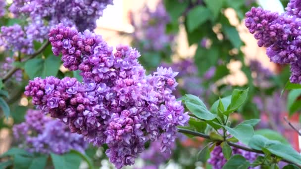 テリー ライラックの開花 紫色のライラックのクローズアップの開花枝 柔らかい花の束と春の風景 スローモーションビデオ — ストック動画