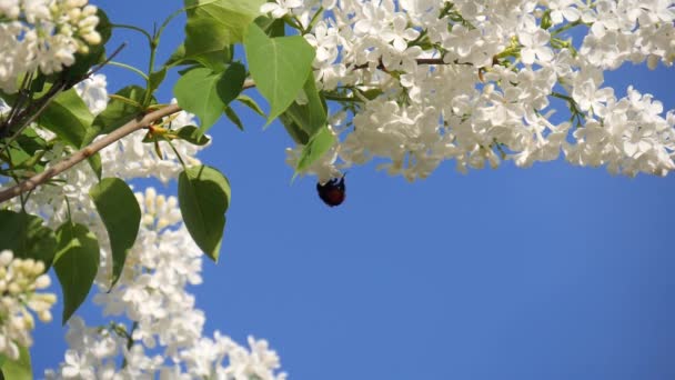 Bumblebee Tai Mehiläinen Kerää Hunajaa Siitepölyä Valkoisista Kukista Liila Aikaisin — kuvapankkivideo