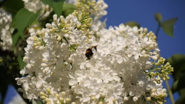 Bumblebee Abelha Coleta Mel Pólen Flores Brancas Lilás Início Primavera — Vídeo de Stock