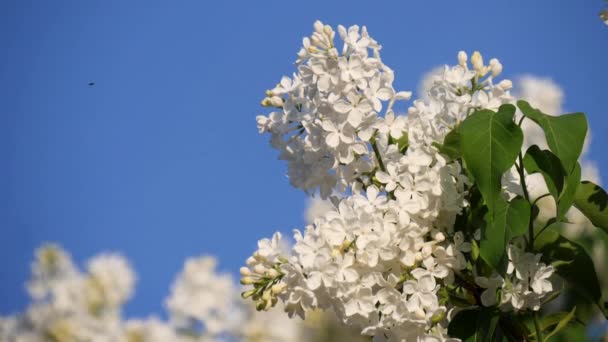 Blossoming Branch Tree White Lilac Close Bright Blue Sky Springtime — Stock Video