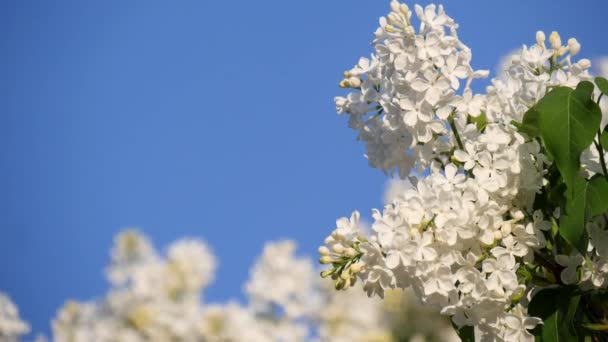 Blommande Gren Och Ett Träd Vit Syren Närbild Mot Den — Stockvideo