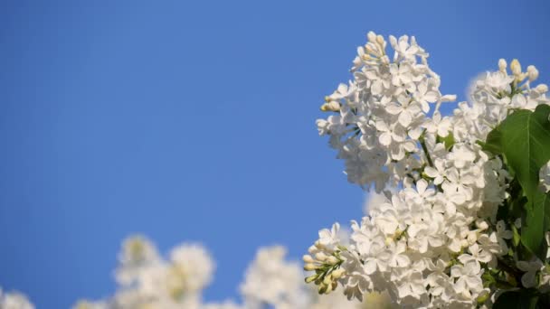 Blossoming Branch Tree White Lilac Close Bright Blue Sky Springtime — Stock Video