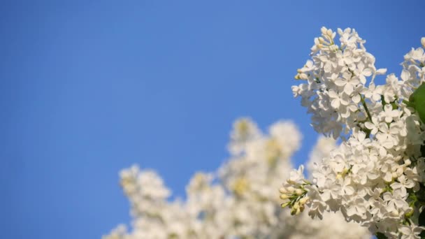 Ramo Florescente Uma Árvore Close Cor Lilás Branco Contra Céu — Vídeo de Stock