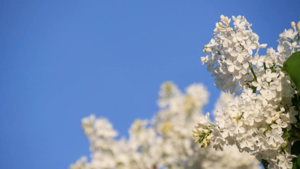 Ramo Florescente Uma Árvore Close Cor Lilás Branco Contra Céu — Vídeo de Stock