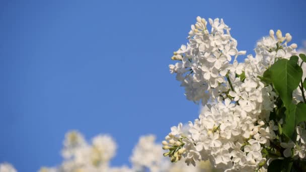 Rama Floreciente Árbol Primer Plano Lila Blanca Contra Cielo Azul — Vídeo de stock