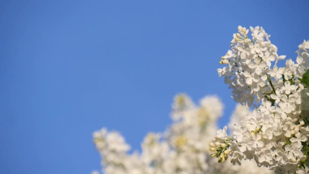 枝が咲き 真っ青な空に白いライラックの木が近づいています 柔らかい花の束と春の風景 昆虫は白いライラックの花の周りを飛び回る スローモーションビデオ — ストック動画