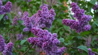Çiçek açan bir dal ve yakın plan mor bir leylak ağacı. Taze çiçeklerle dolu bahar manzarası. Böcekler mor leylak çiçeklerinin etrafında uçarlar. Nadir bulunan Terry Lilac. Yavaş çekim videosu.