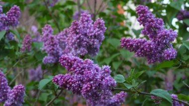 Çiçek açan bir dal ve yakın plan mor bir leylak ağacı. Taze çiçeklerle dolu bahar manzarası. Böcekler mor leylak çiçeklerinin etrafında uçarlar. Nadir bulunan Terry Lilac. Yavaş çekim videosu.