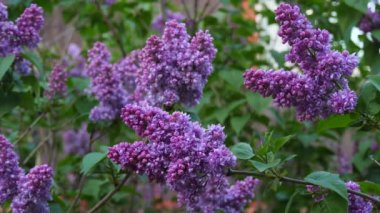 Çiçek açan bir dal ve yakın plan mor bir leylak ağacı. Taze çiçeklerle dolu bahar manzarası. Böcekler mor leylak çiçeklerinin etrafında uçarlar. Nadir bulunan Terry Lilac. Yavaş çekim videosu.