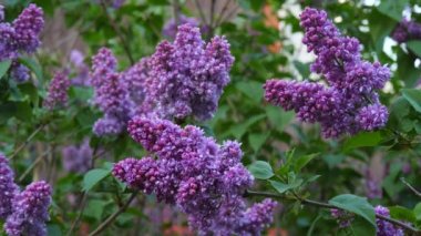 Çiçek açan bir dal ve yakın plan mor bir leylak ağacı. Taze çiçeklerle dolu bahar manzarası. Böcekler mor leylak çiçeklerinin etrafında uçarlar. Nadir bulunan Terry Lilac. Yavaş çekim videosu.