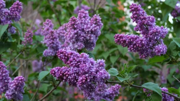 Blossoming Branch Tree Purple Lilac Close Springtime Landscape Bunch Tender — Stock Video