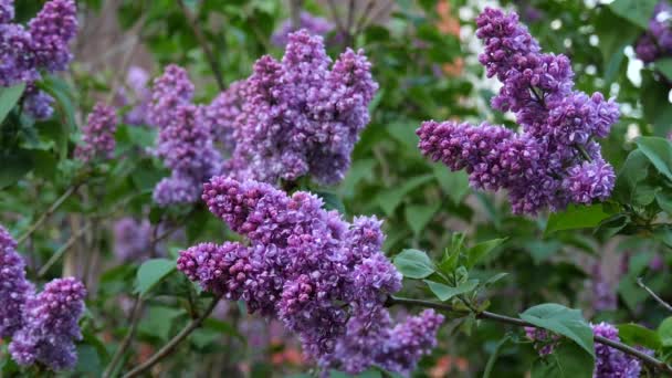 枝や紫色のライラックの木をクローズアップ開花させます 柔らかい花の束と春の風景 昆虫は紫色のライラックの花の周りを飛び回る テリー ライラックスローモーションビデオ — ストック動画