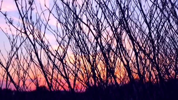 Sziluettje Sziluettjei Ágak Egy Hajnali Napfelkelte Naplemente Természet Téli Csupasz — Stock videók
