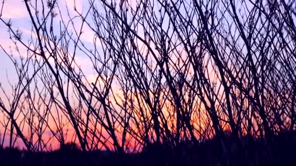 Silhouette Branch Silhouettes Branches Tree Dawn Sun Sunrise Sunset Nature — Stock Video