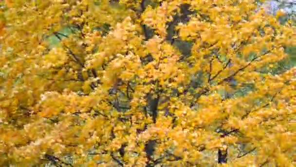 Folhas Amarelas Caindo Árvores Dia Ensolarado Outono Vento Forte Soprando — Vídeo de Stock