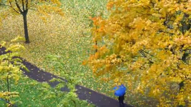 Een Man Met Een Blauwe Paraplu Loopt Regen Een Herfstpark — Stockvideo