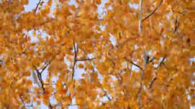Aspen ağacının altın sonbahar yaprakları rüzgarda sallanıyor. Sonbahar ormanı, ağaçlar. Güzel sonbahar manzarası. Altın sonbahar.