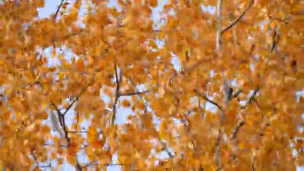 Les feuilles d'automne dorées du peuplier faux-tremble se déplacent dans le vent. Forêt d'automne, arbres. Beau paysage d'automne. Automne doré .