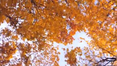 Sonbahar Yaprakları Girdabı. Sonbahar renklerinin dönen görüntüsü. Baş dönmesi, Dizzy. Renkli düşen ağaçlar kamerayı çevirirken daire şeklinde bulanıklaştı. Halüsinasyon ve mide bulantısı. Sonbahar depresyonu. Tonlanmış video