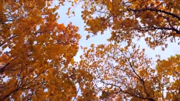 Autumn Leaves Swirl Una Vista Giratoria Los Colores Otoño Vértigo — Vídeo de stock