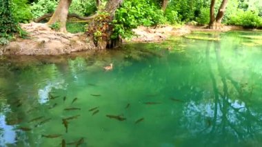 Hırvatistan 'ın Krka Ulusal Parkı' ndaki Krka Nehri 'nin sularında yüzen bir balık sürüsü. Bir balık sürüsü ve ördek sürüsü zümrüt gölde temiz su, bir gölet veya Krka Ulusal Parkı nehri ile yüzer..