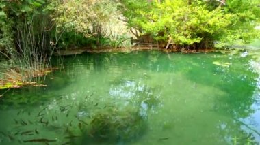 Hırvatistan 'ın Krka Ulusal Parkı' ndaki Krka Nehri 'nin sularında yüzen bir balık sürüsü. Hırvatistan 'daki Krka Ulusal Parkı' nın temiz suyu, göleti veya nehri ile zümrüt gölünde yüzen bir balık sürüsü.