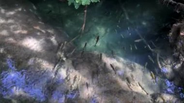 Hırvatistan 'ın Krka Ulusal Parkı' ndaki Krka Nehri 'nin sularında yüzen bir balık sürüsü. Hırvatistan 'daki Krka Ulusal Parkı' nın temiz suyu, göleti veya nehri ile zümrüt gölünde yüzen bir balık sürüsü.