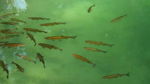 Groupe Poissons Flottant Dans Les Eaux Rivière Krka Dans Parc — Video